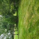 Remove Cedars