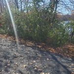 Buckthorne removal and clean up