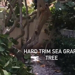 Start of hard trim
