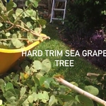 Haul away available for all tree trimming and removal