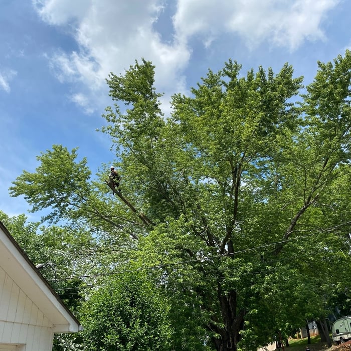 Maple Crown Reduction