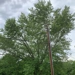 Maple Crown Reduction