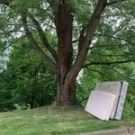Maple Crown Reduction