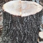 Red Oak Removal