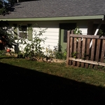 Big weeds over 5' feet tall the weeds took over the yard