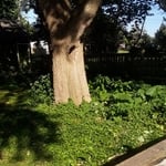 The before you can't even see the line for the Mulch