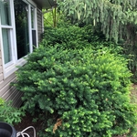 Lawn & Yard Work Project
