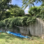 Landscaping & Poison Ivy Removal