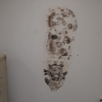 Remove and Remediation of Wall with Mold