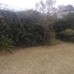 Trees grass and Vines removed