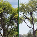 Tree Service Project