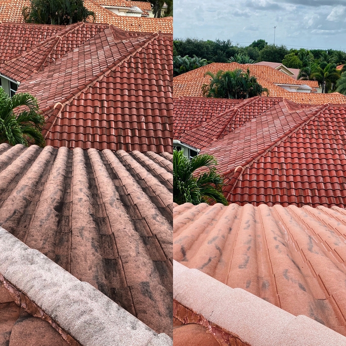 Florida Orange