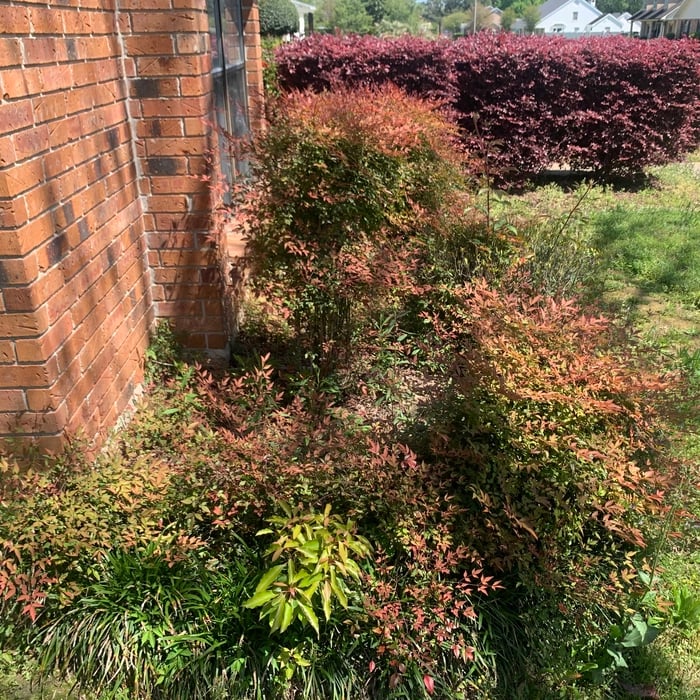 Landscaping Project