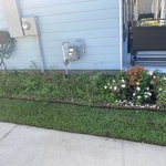 Bad weeds on the side of the house