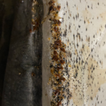 Bedbug infestations