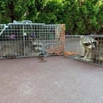 Raccoon removal