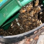 Bees Removal