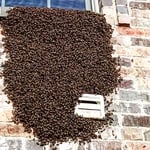 Bees Removal