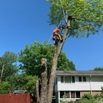 Tree Removal