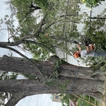 Tree trimming