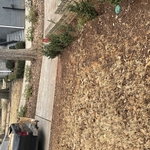 Leaf Removal Project