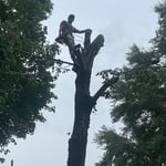Tree service
