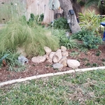 Landscaping Project