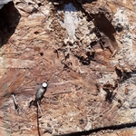 Roof leak repair