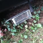 Set up and removal of trap!