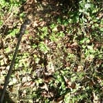 One of the areas that we sprayed.