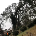 cutting tree and removing it