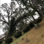 cutting tree and removing it