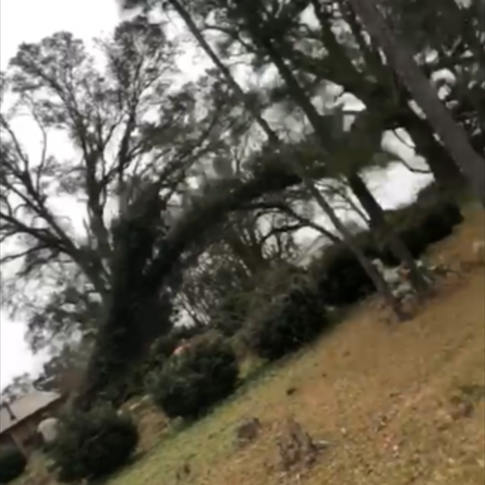 removal of tree