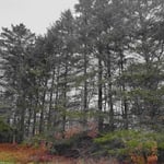 Tree Service Project