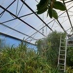New 8mm Hail Proof Twinall 15 Year Polycarbonate & Mister System Tropical House Refurbish