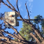 Remove dead pine tree