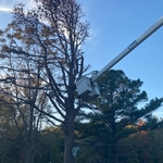Remove dead pine tree