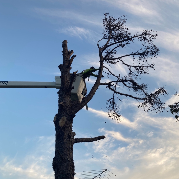 Remove dead pine tree