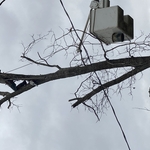 Remove pecan tree