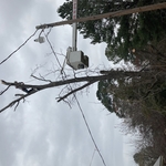 Remove pecan tree