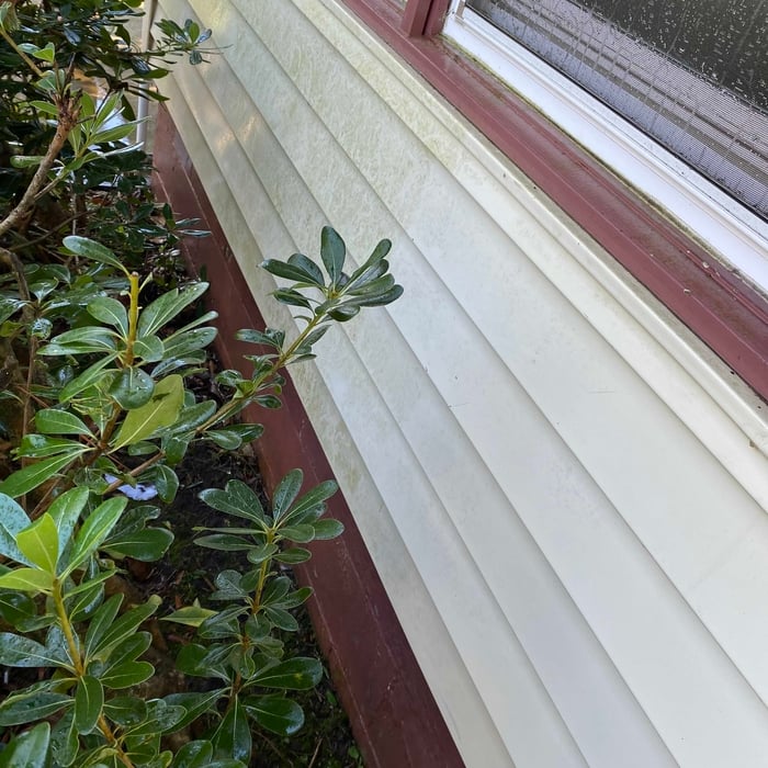 Pressure Washing Project