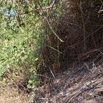 blackberry bush that was removed