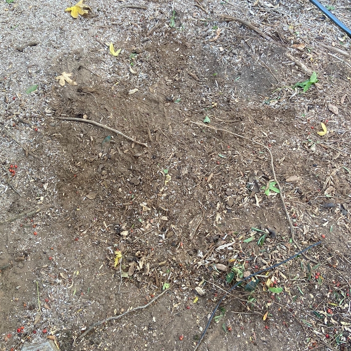 Stump Grinding