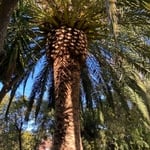 Date Palm Trimmed
