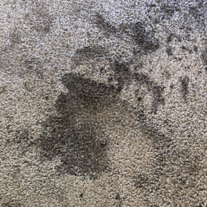 Before and after pics of this dirty carpet