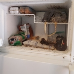 Freezer full of bugs