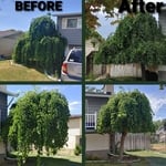 Save The TREES 🌳