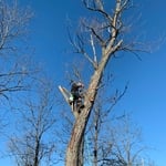 Tree Service Project