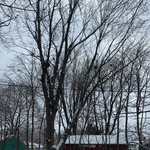 Tree Service Project