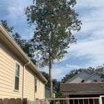 Approximately 40 foot tree before removal